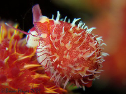 I discovered this gorgeous little 12mm Egg Shell False Co... by Brian Mayes 